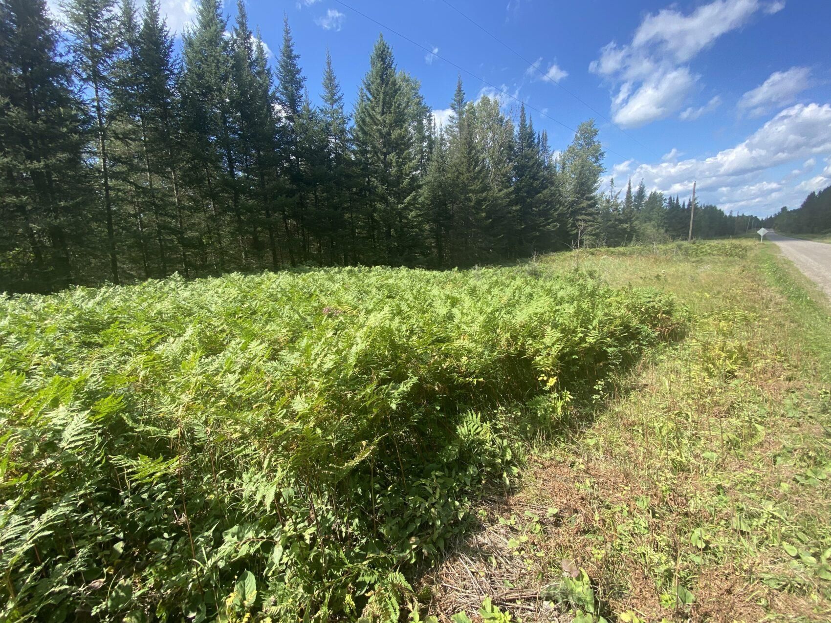 Canyon, Saint Louis County, MN Recreational Property, Homesites for sale Property ID 416009364