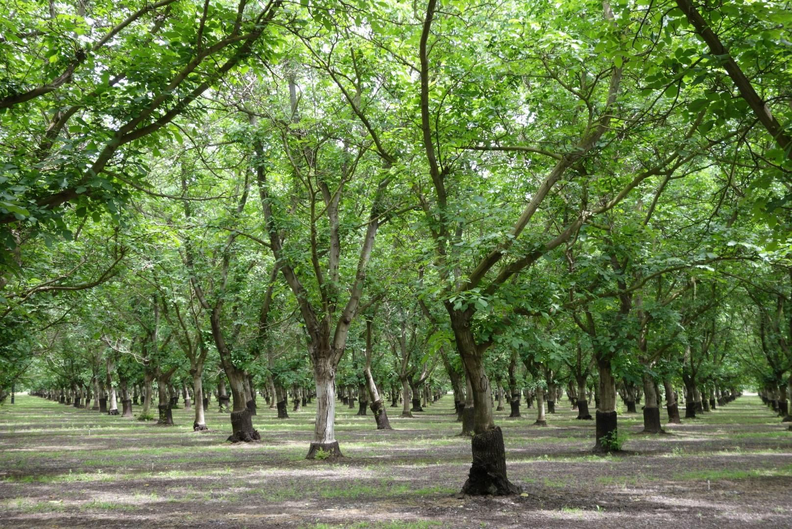 Biggs, Butte County, CA Farms and Ranches, Riverfront Property