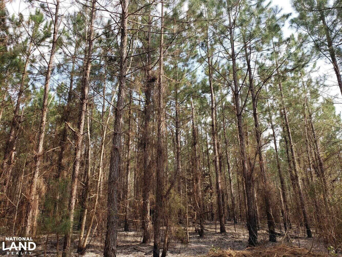 Eufaula, Barbour County, AL Recreational Property, Timberland Property