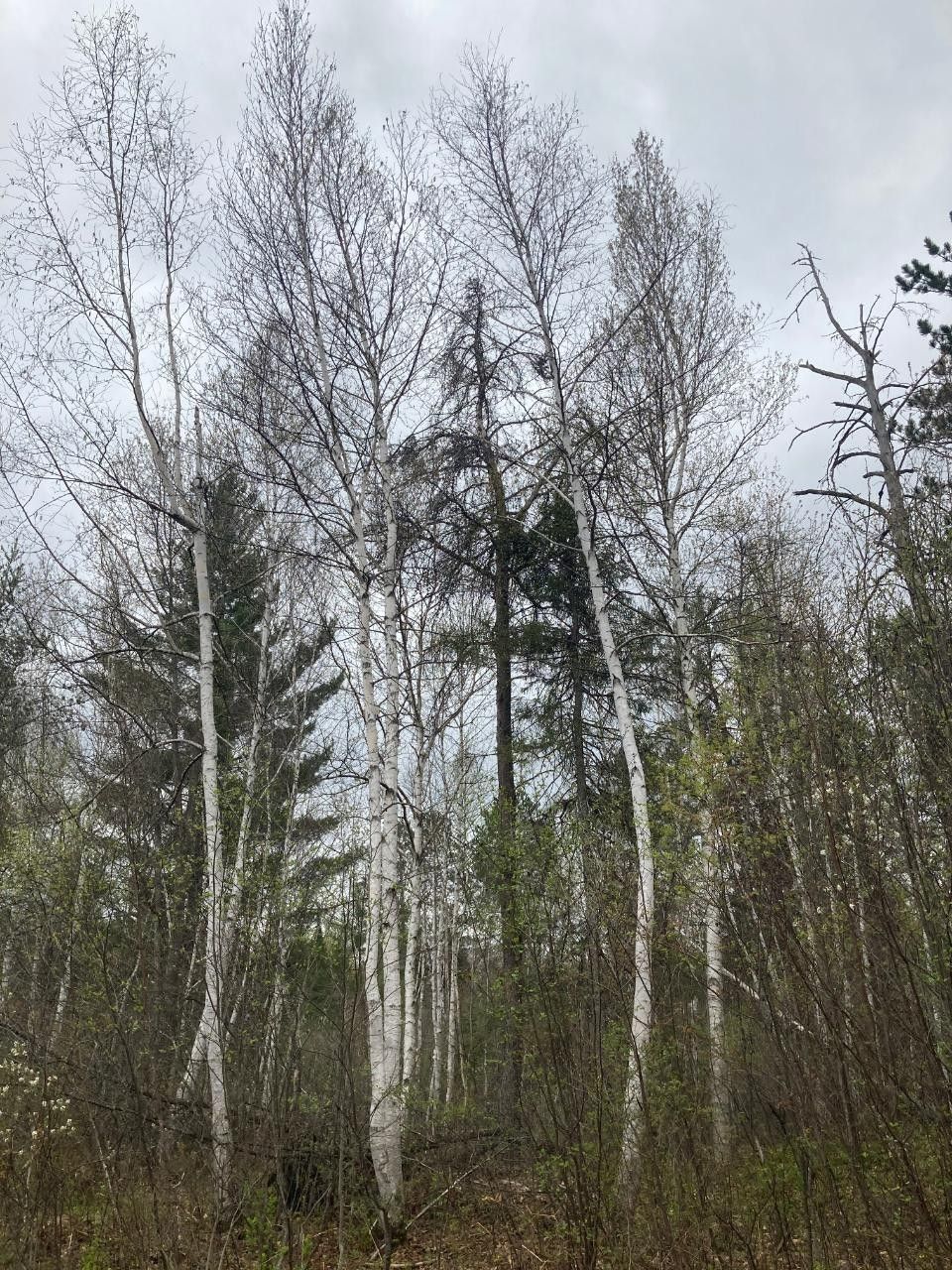 Crandon, Forest County, WI Farms and Ranches, Lakefront Property