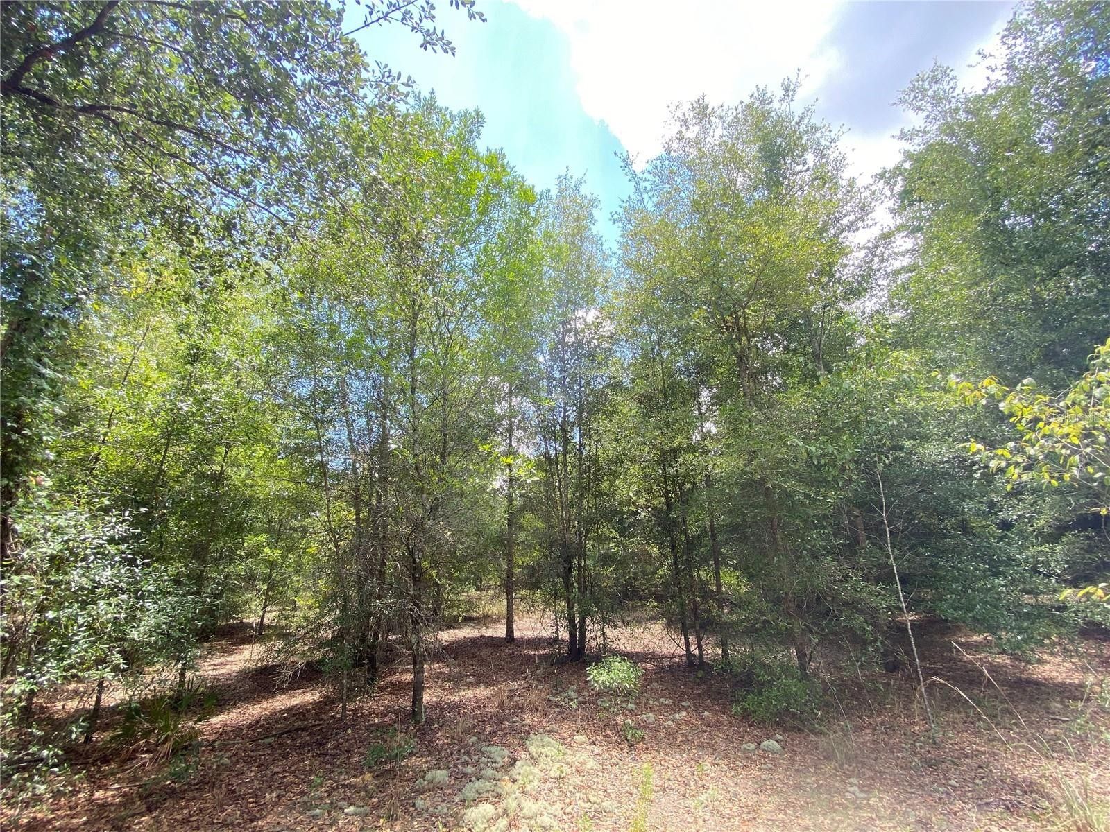 Williston, Levy County, FL Farms and Ranches for sale Property ID