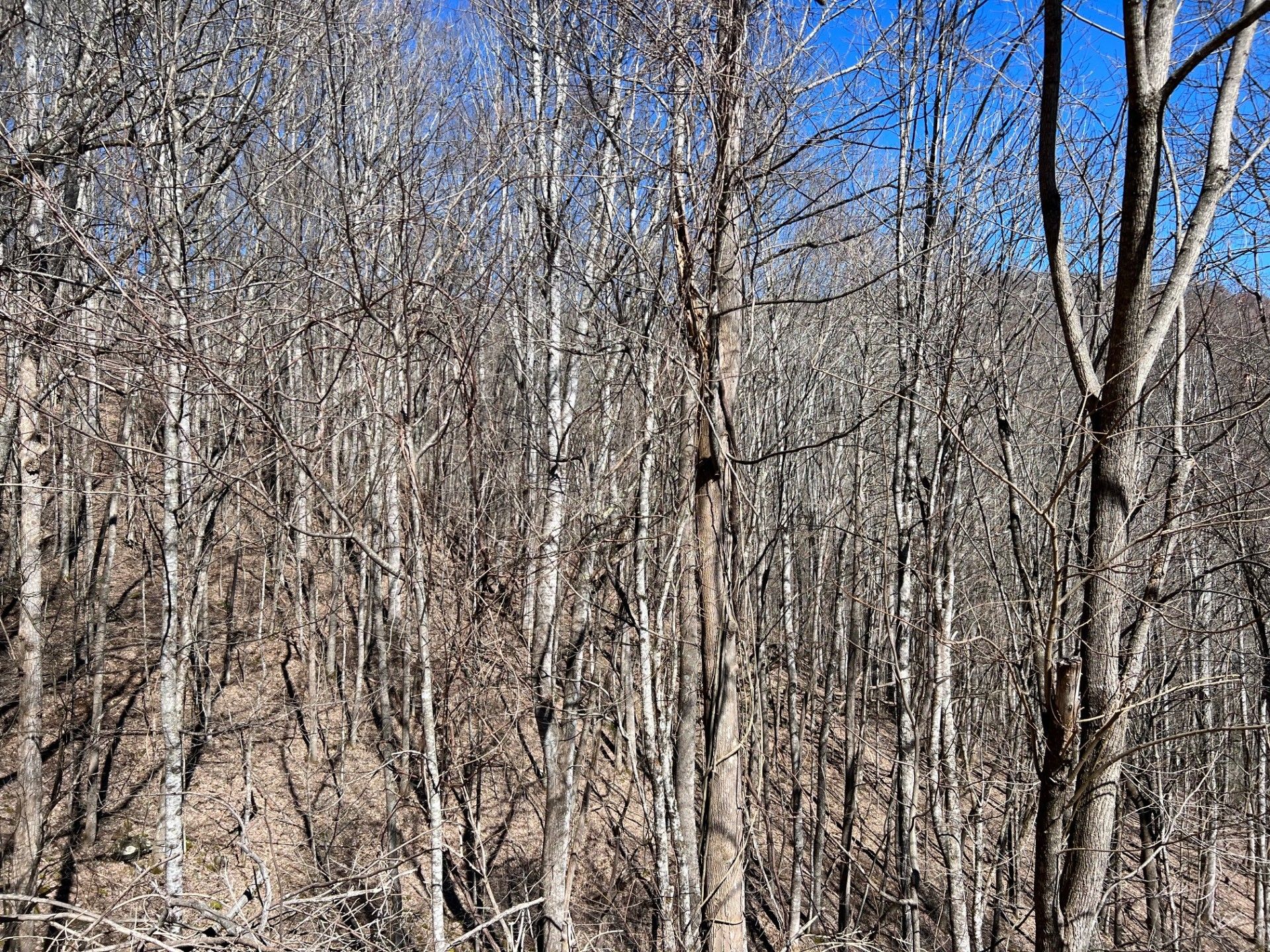 Newland, Avery County, NC Undeveloped Land for sale Property ID