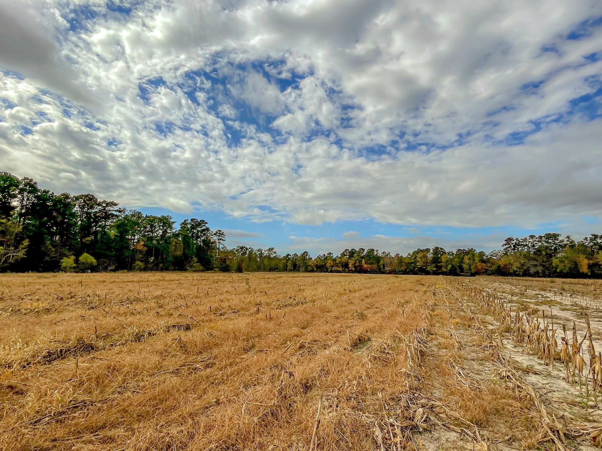 Nichols, Horry County, SC Recreational Property, Timberland Property