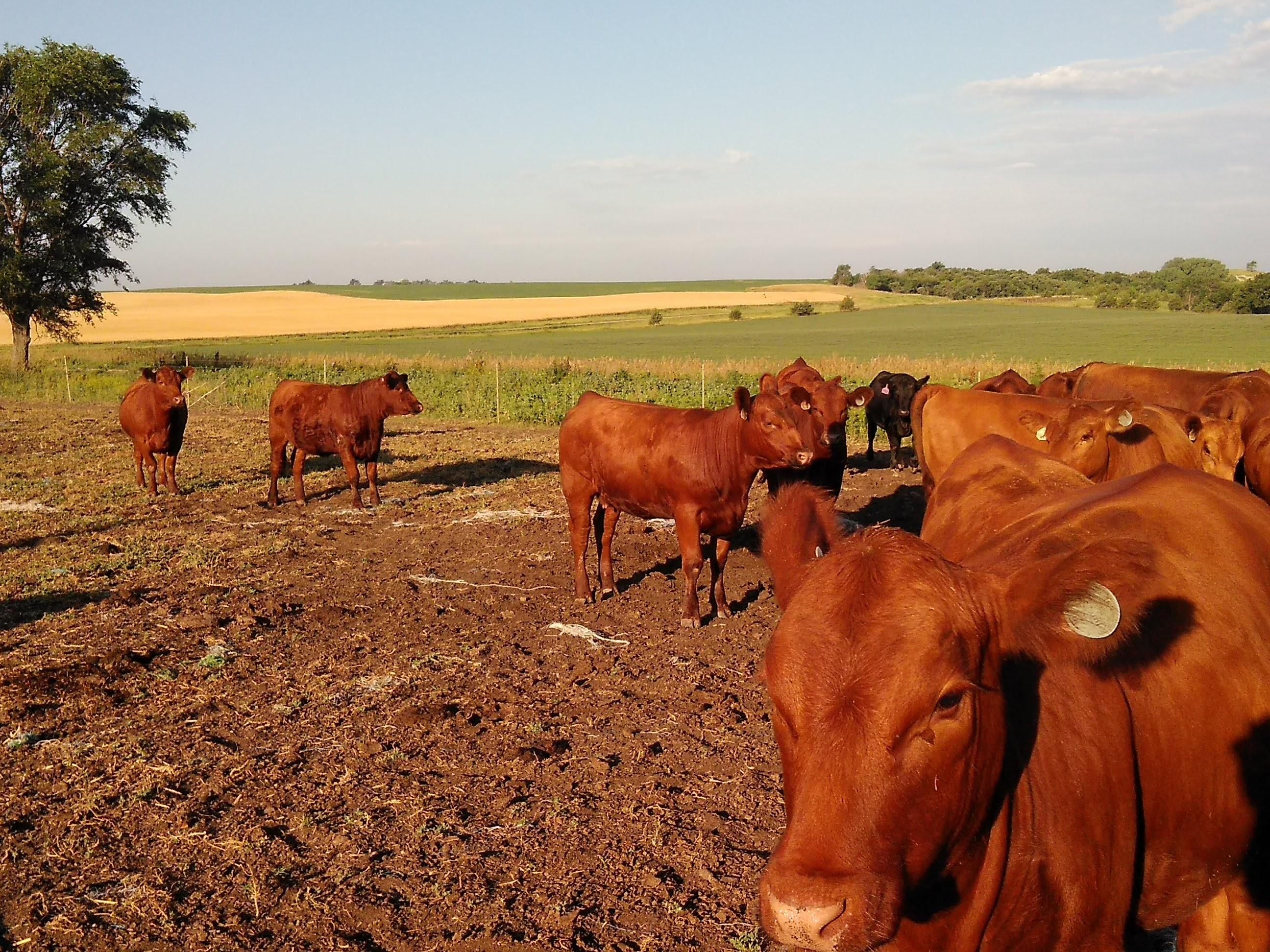 Lynch, Boyd County, NE Farms and Ranches, Hunting Property, House for sale Property ID