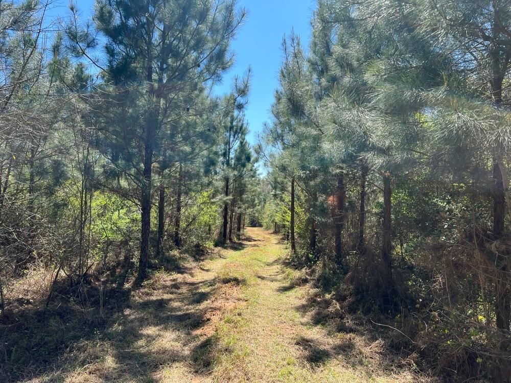 Banks, Pike County, AL Timberland Property, Hunting Property, House for