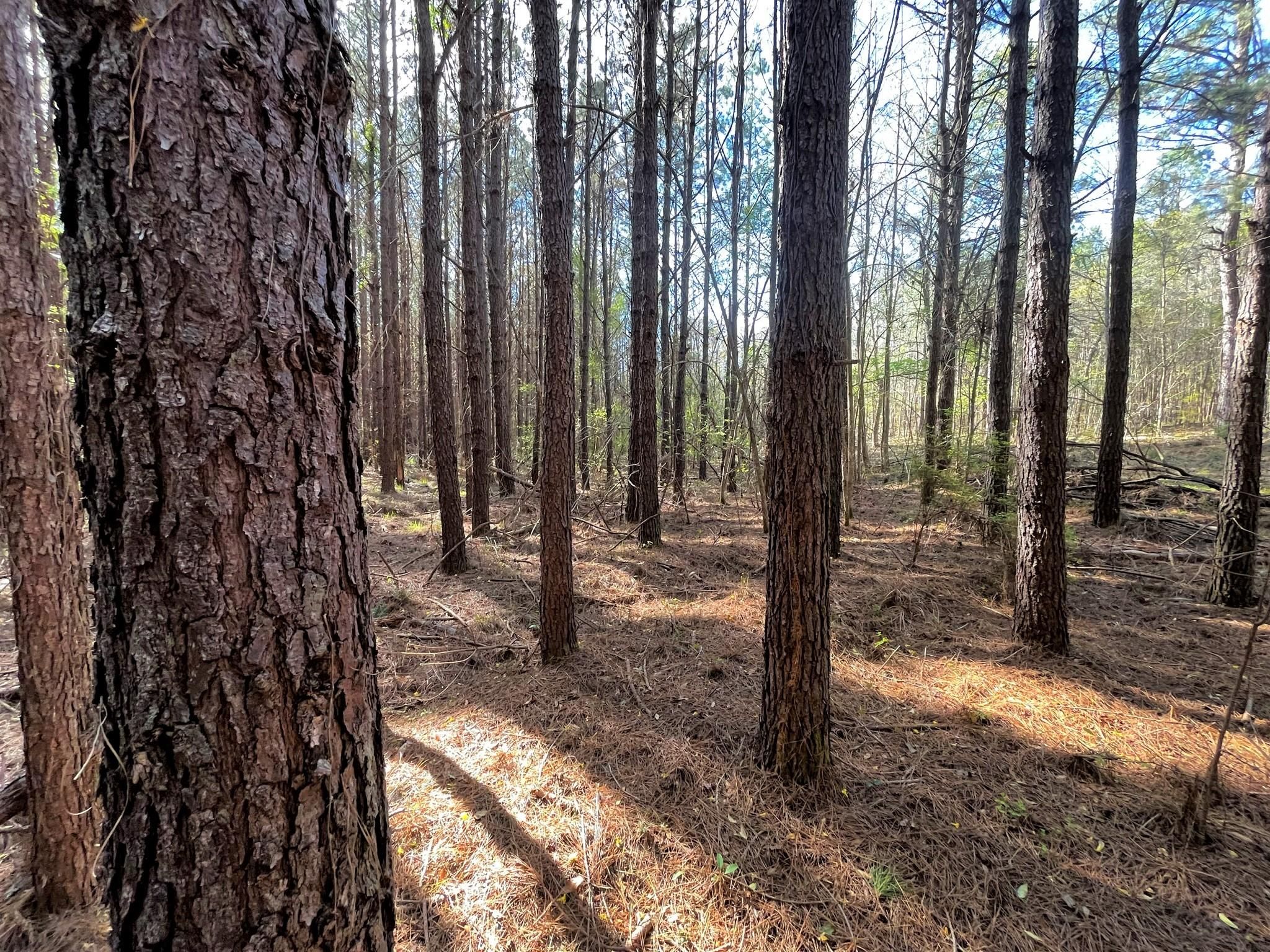 Preston, Kemper County, MS Recreational Property, Timberland Property