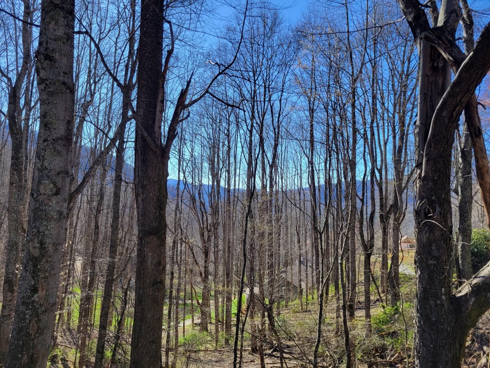 Waynesville, Haywood County, NC Undeveloped Land, Homesites for sale