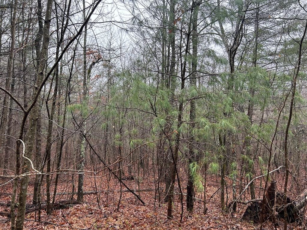 Sunbright, County, TN for sale Property ID 416069612 LandWatch