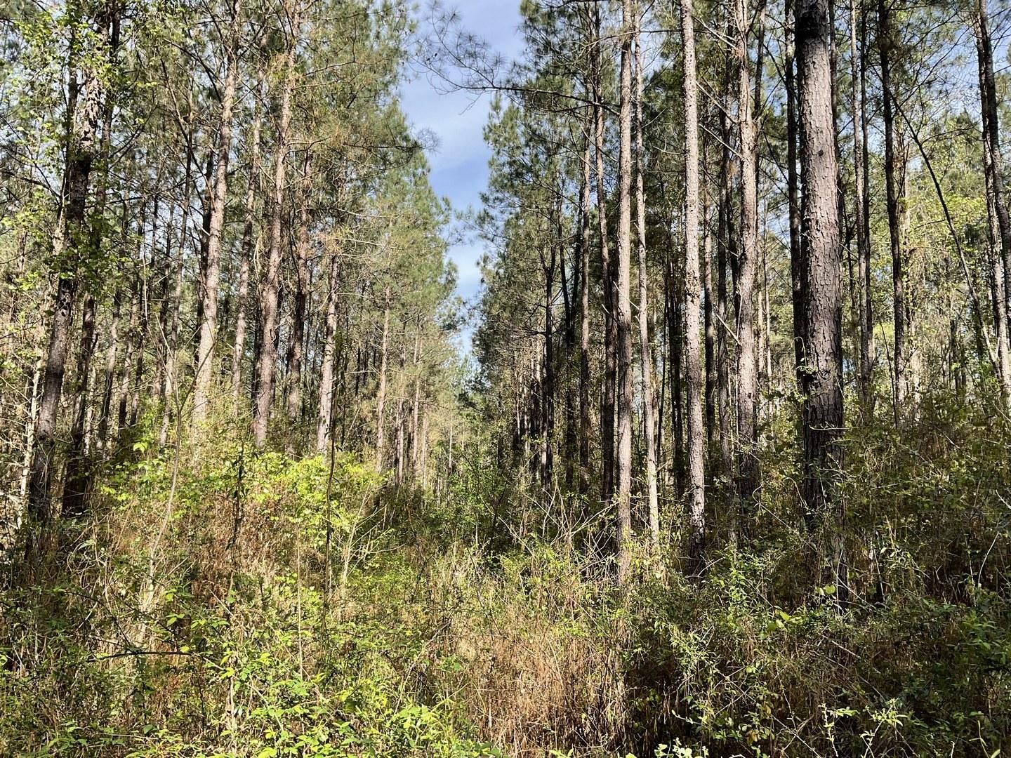 Prentiss, Jefferson Davis County, MS Recreational Property, Timberland