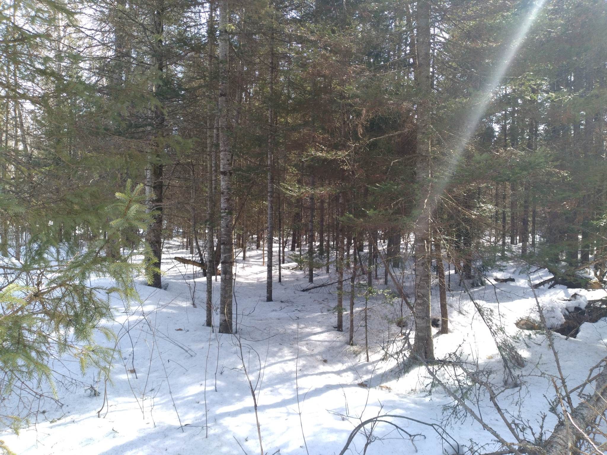 Sugar Island, Chippewa County, MI Undeveloped Land for sale Property ID