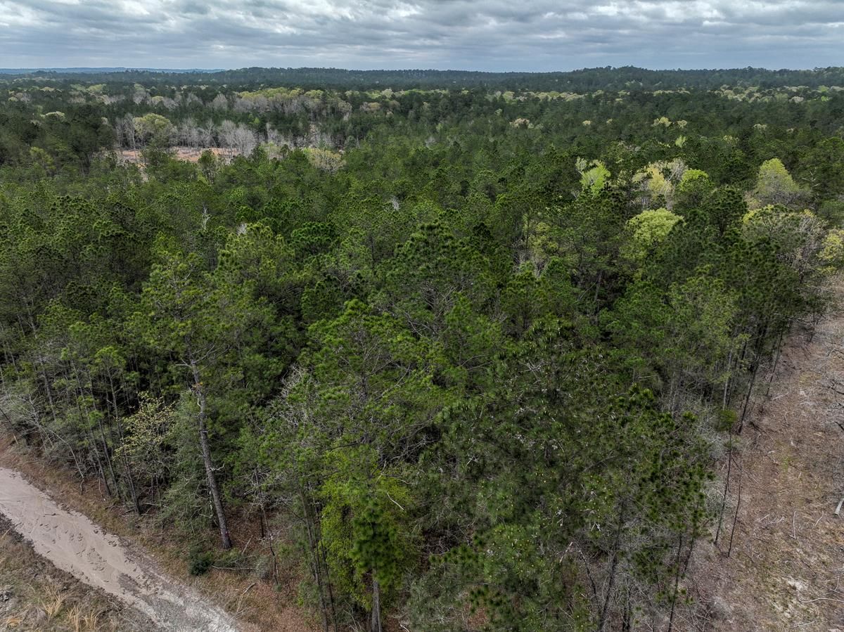Chester, Tyler County, TX Recreational Property, Undeveloped Land for