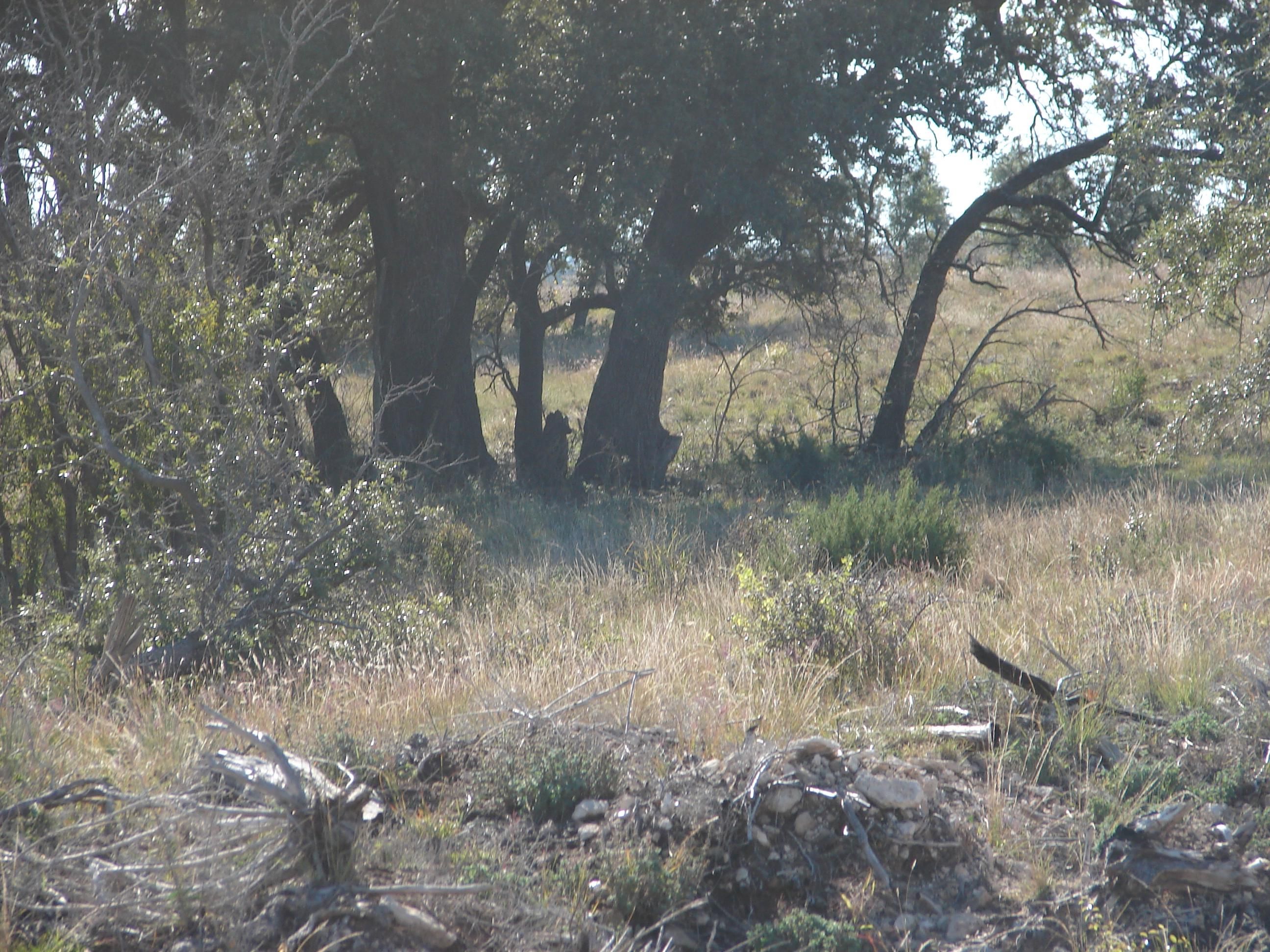 Blackwell Crossing, Nolan County, TX Recreational Property, Undeveloped