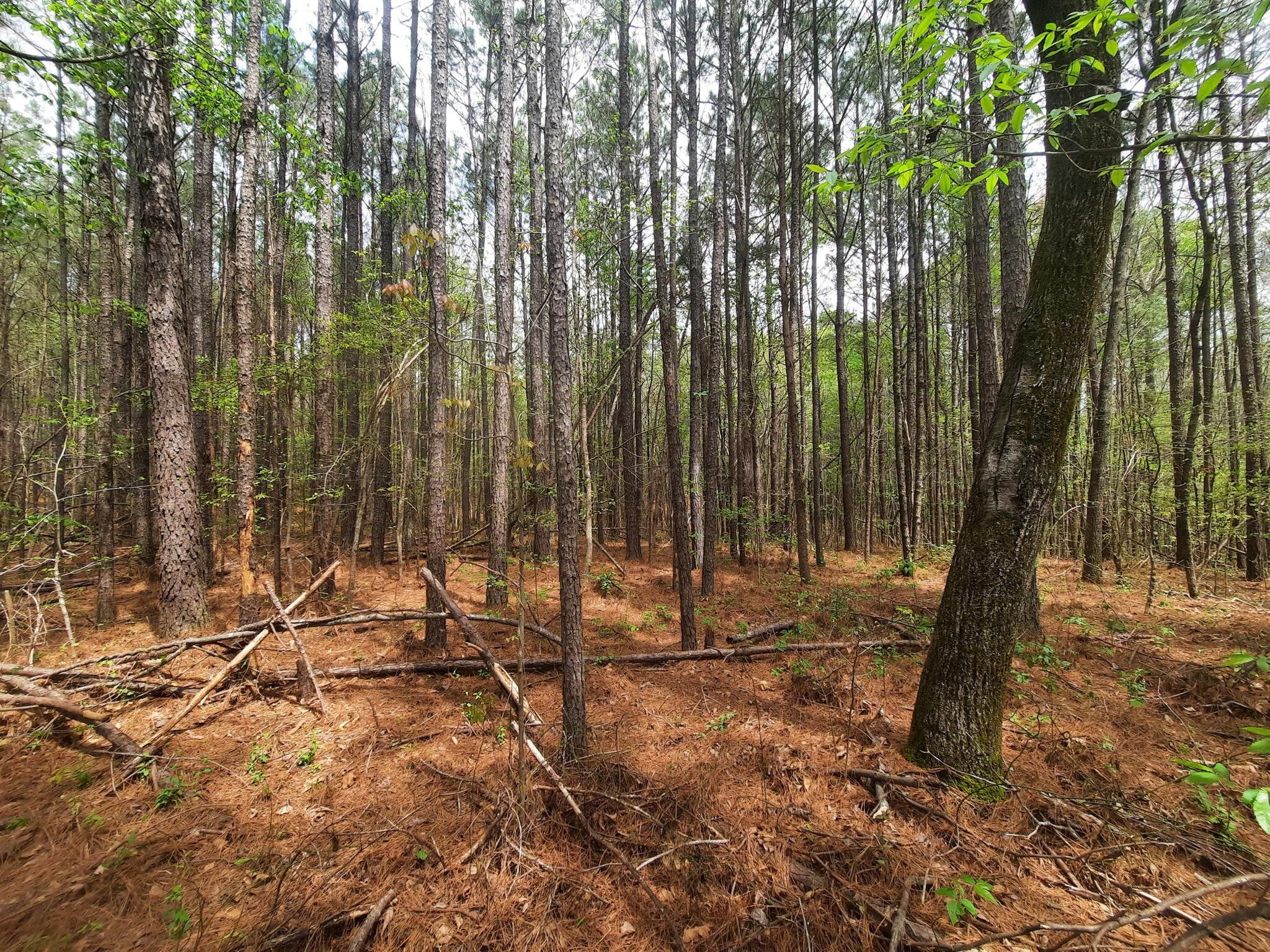 Carbon Hill, Walker County, AL Farms and Ranches, Homesites for sale