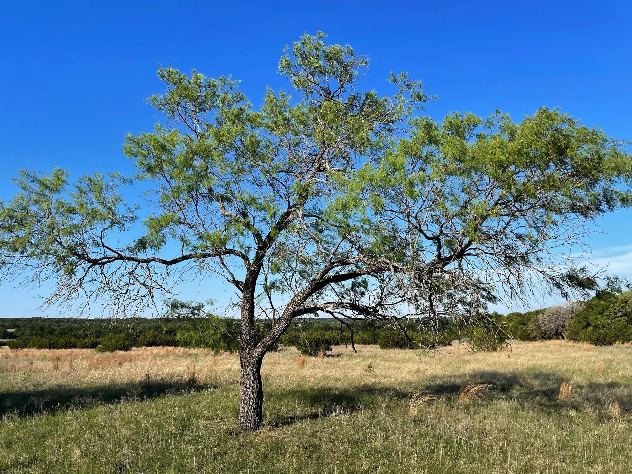 Walnut Springs, Bosque County, TX Farms and Ranches, Hunting Property