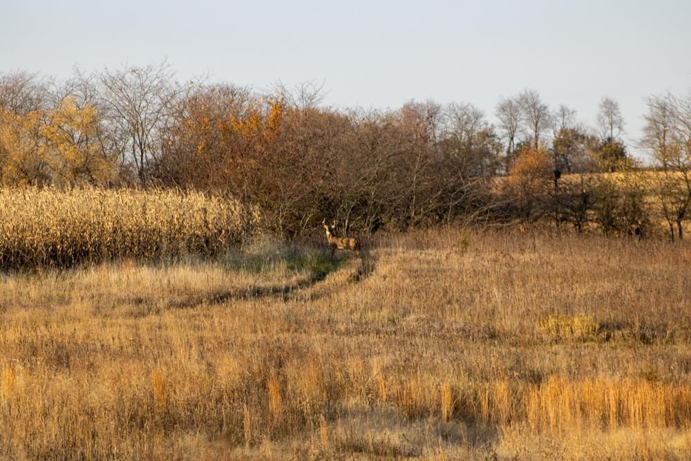 Mount Ayr, Ringgold County, IA Recreational Property, Undeveloped Land