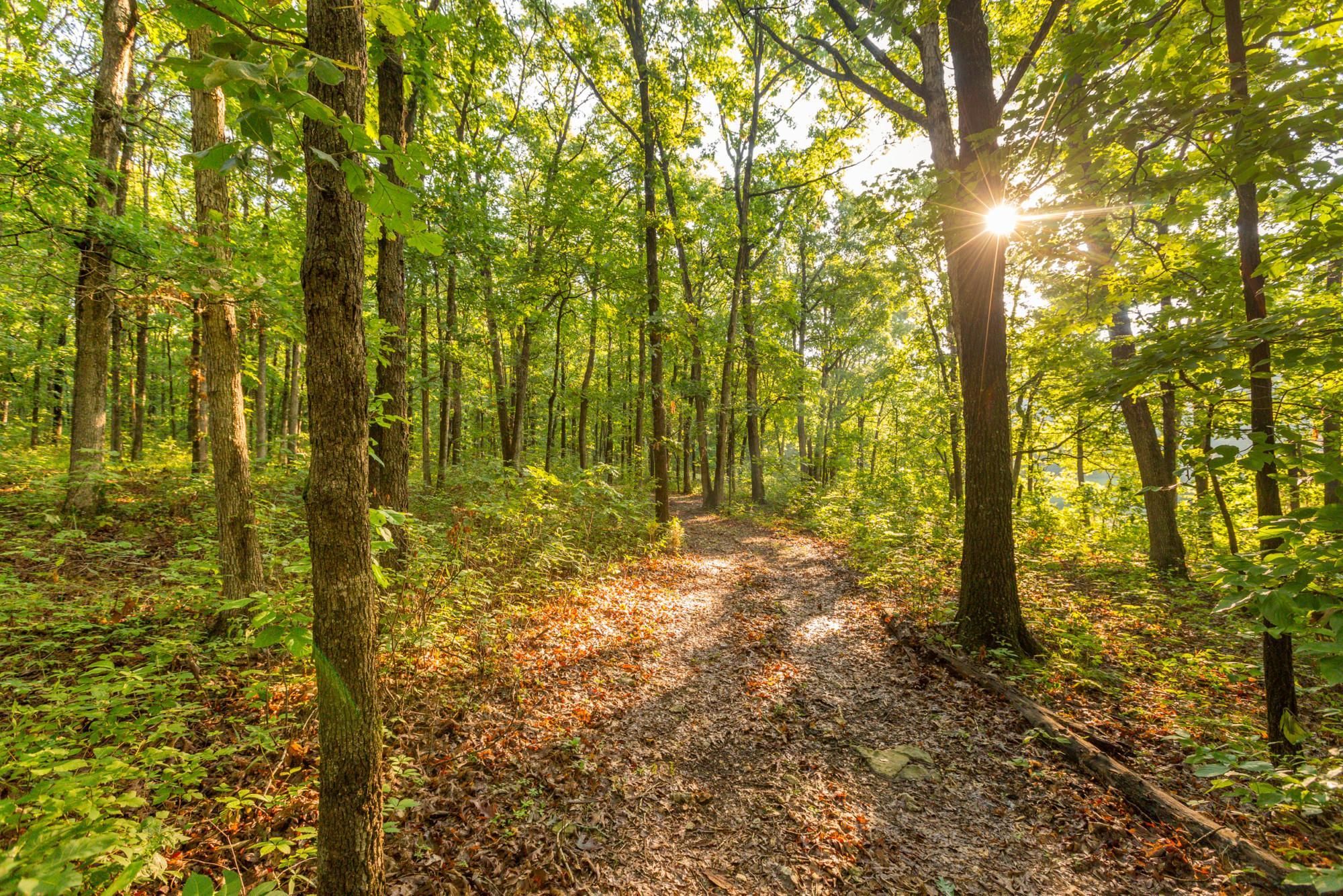 Lincoln, Benton County, MO Recreational Property, Timberland Property