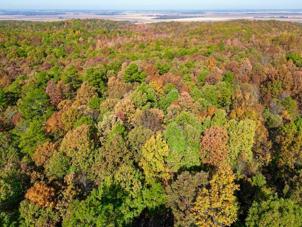 000 Greene 125 Road, Beech Grove, AR 72450 MLS Greene 80 LandWatch