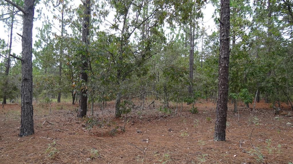 Box Springs, Marion County, GA Farms and Ranches for sale Property ID