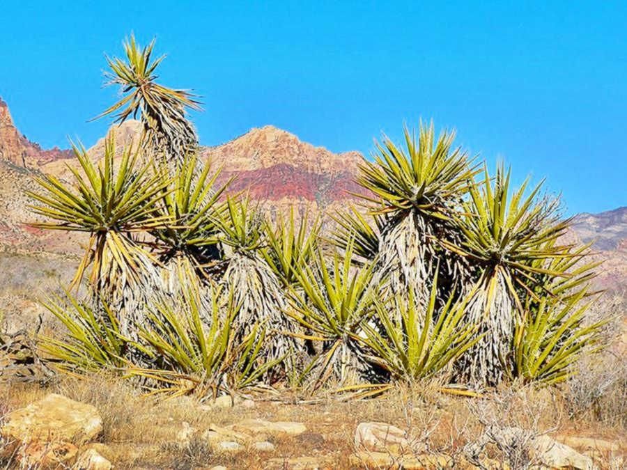 TBD Red Rock Rd, Yucca, AZ 86438 LandWatch