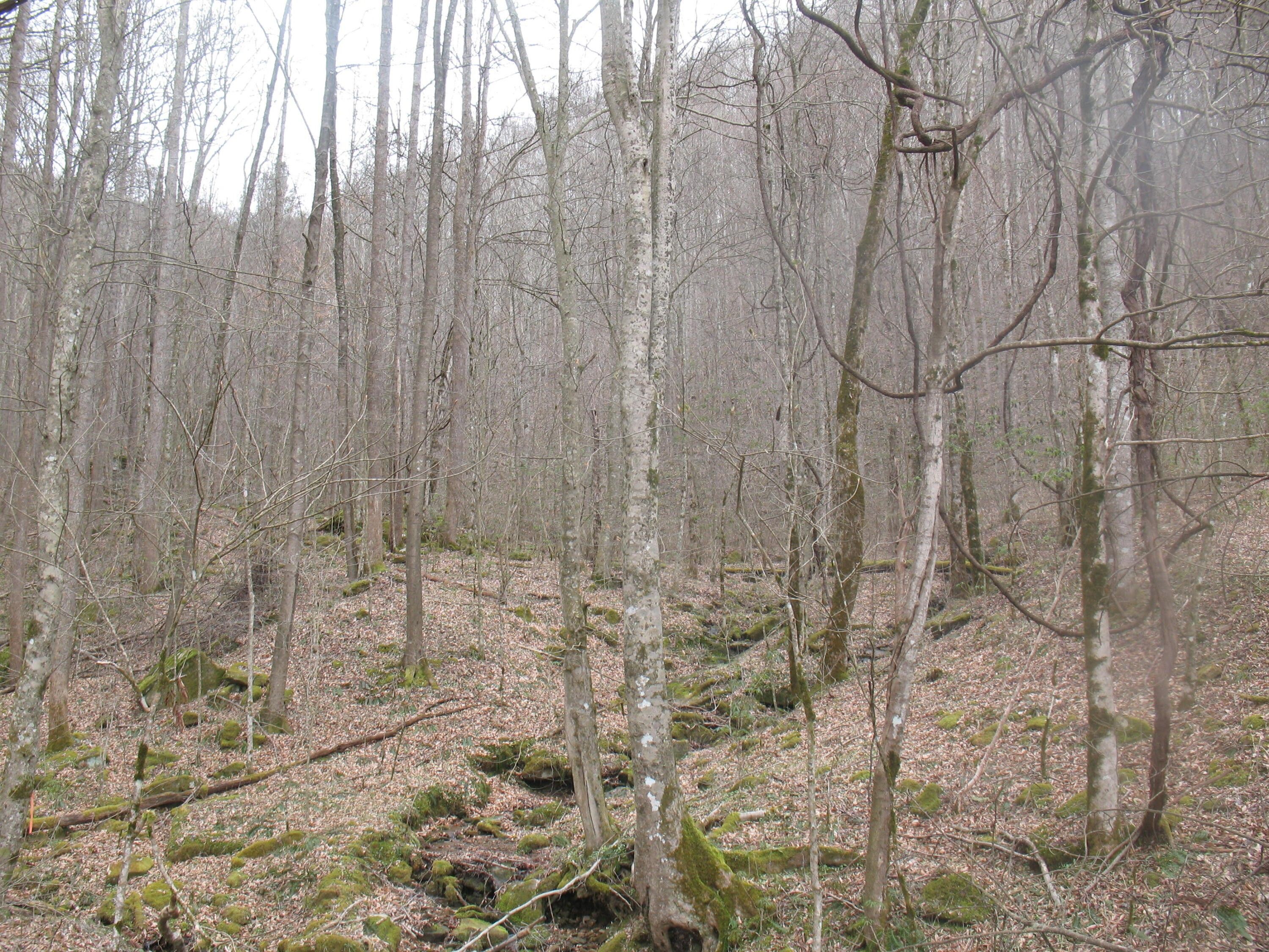 Leslie County, KY Farms and Ranches for sale Property ID