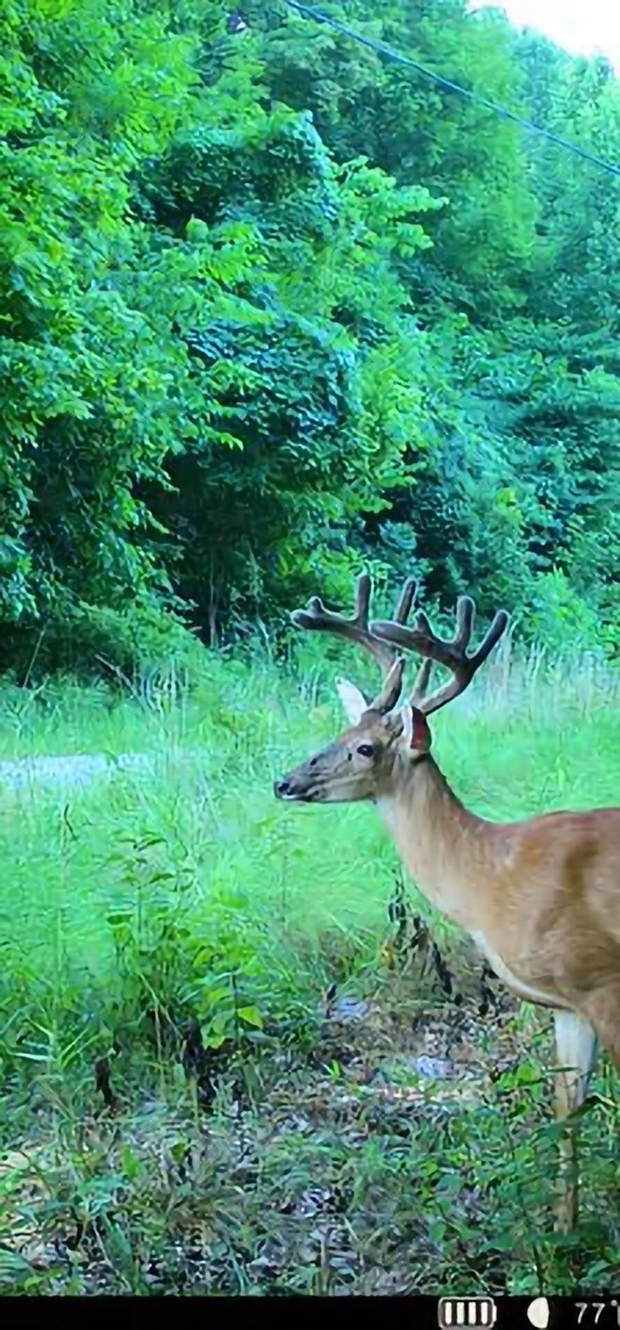 Vanceburg, Lewis County, KY Farms and Ranches for sale Property ID