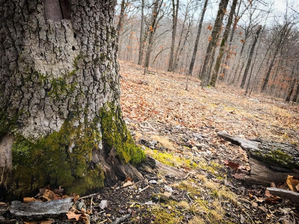 A51094, Edwards, MO 65326 MLS 169232000001036000 (Lot 1933