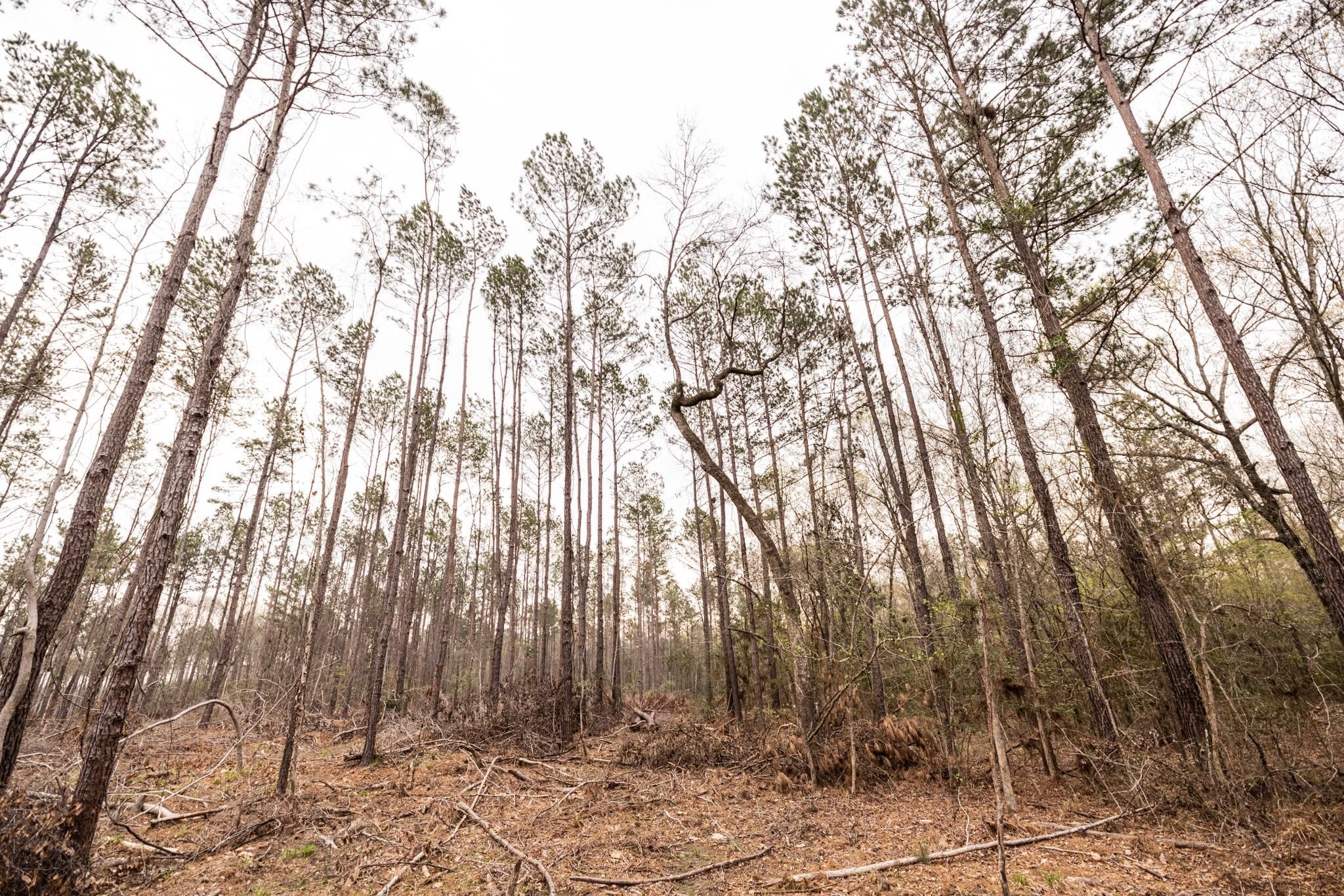 Groveton, Trinity County, TX Recreational Property for sale Property ID