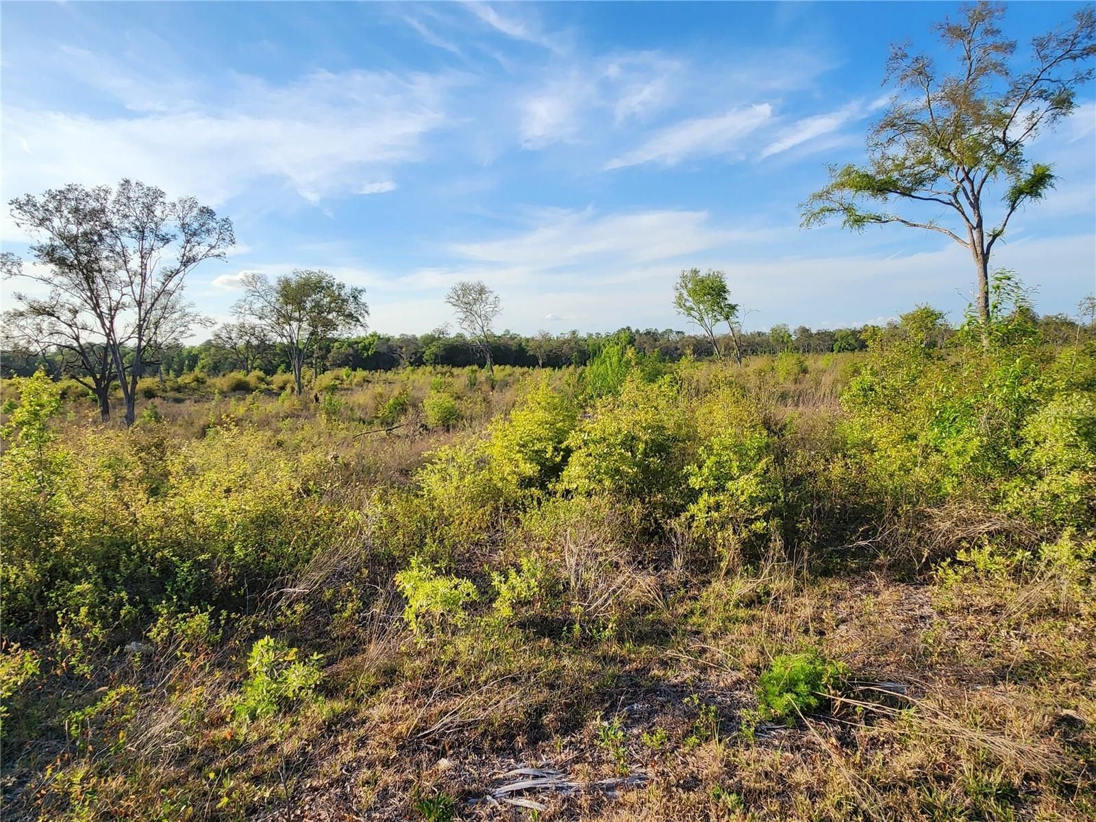 Bronson, Levy County, FL Undeveloped Land for sale Property ID