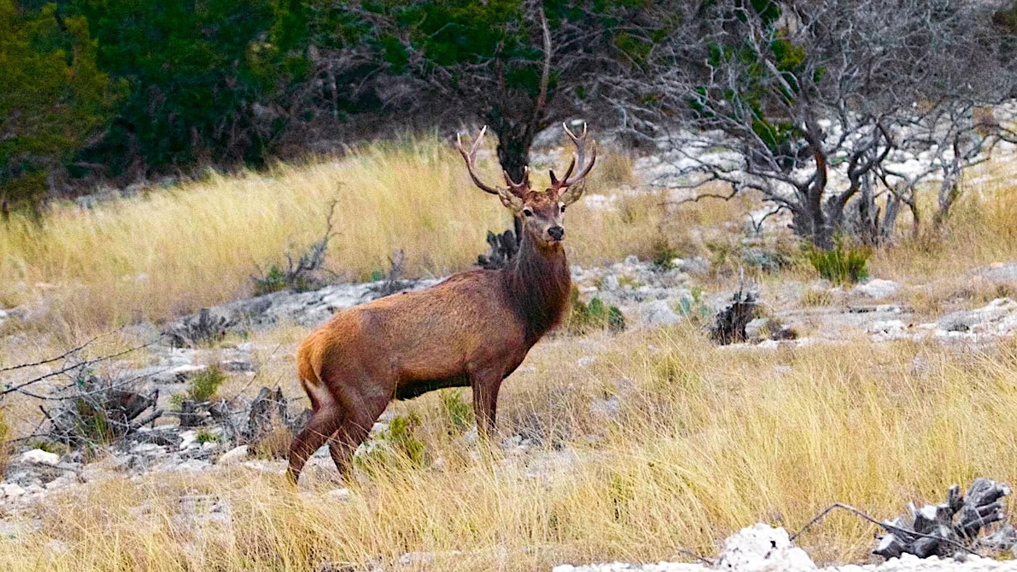 Mountain Home, Edwards County, TX Farms and Ranches, Recreational