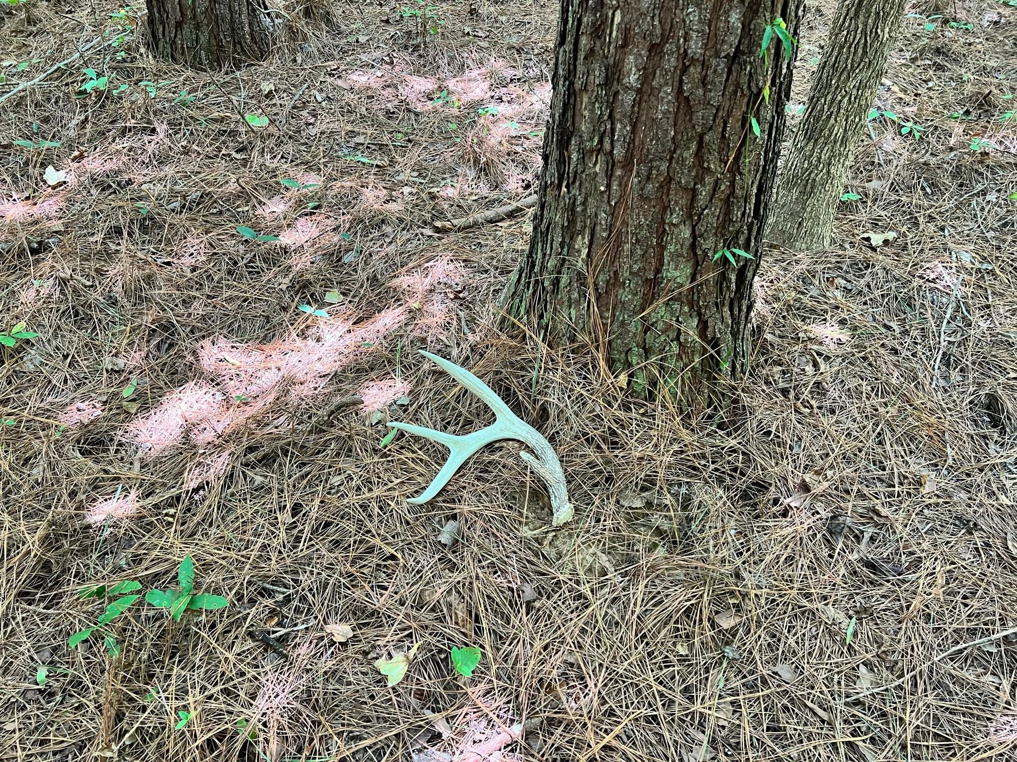 Utica, Hinds County, MS Recreational Property, Timberland Property