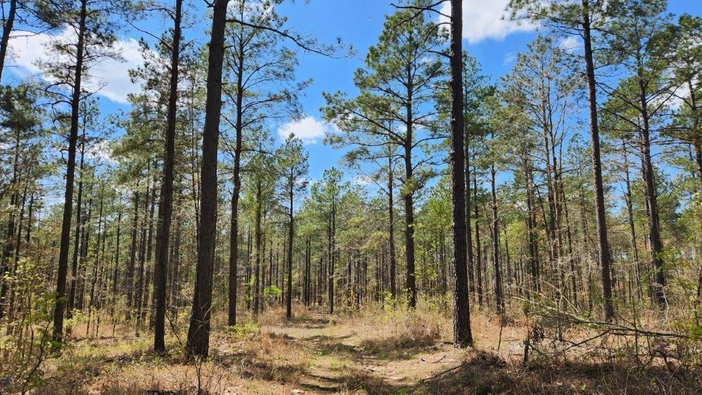 80 acres in Caddo Valley, AR, 71923 MLS 5029 Caney N LandWatch