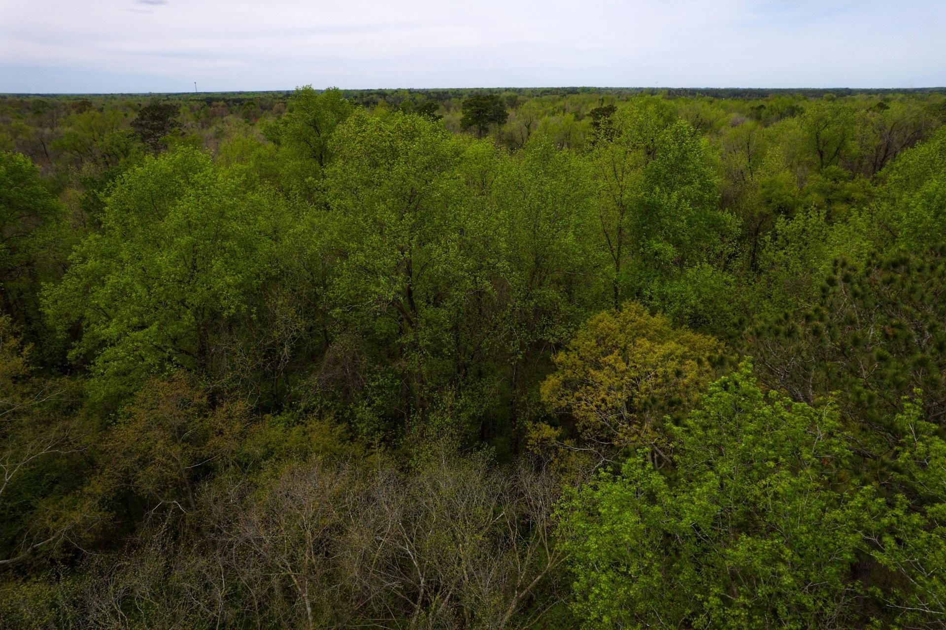 Beulaville, Duplin County, NC Recreational Property, Timberland Property, Hunting Property for