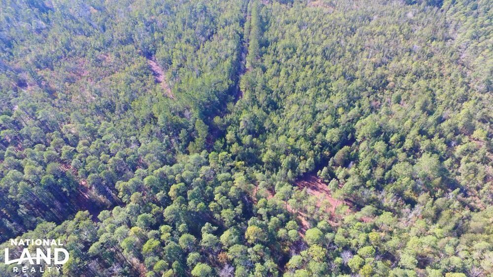 Elizabethtown, Bladen County, NC Recreational Property, Timberland