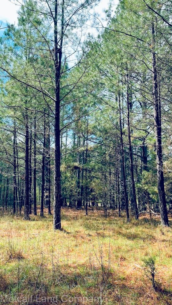 Berry Farm Road, Carlisle, SC 29031 MLS 480000 LandWatch