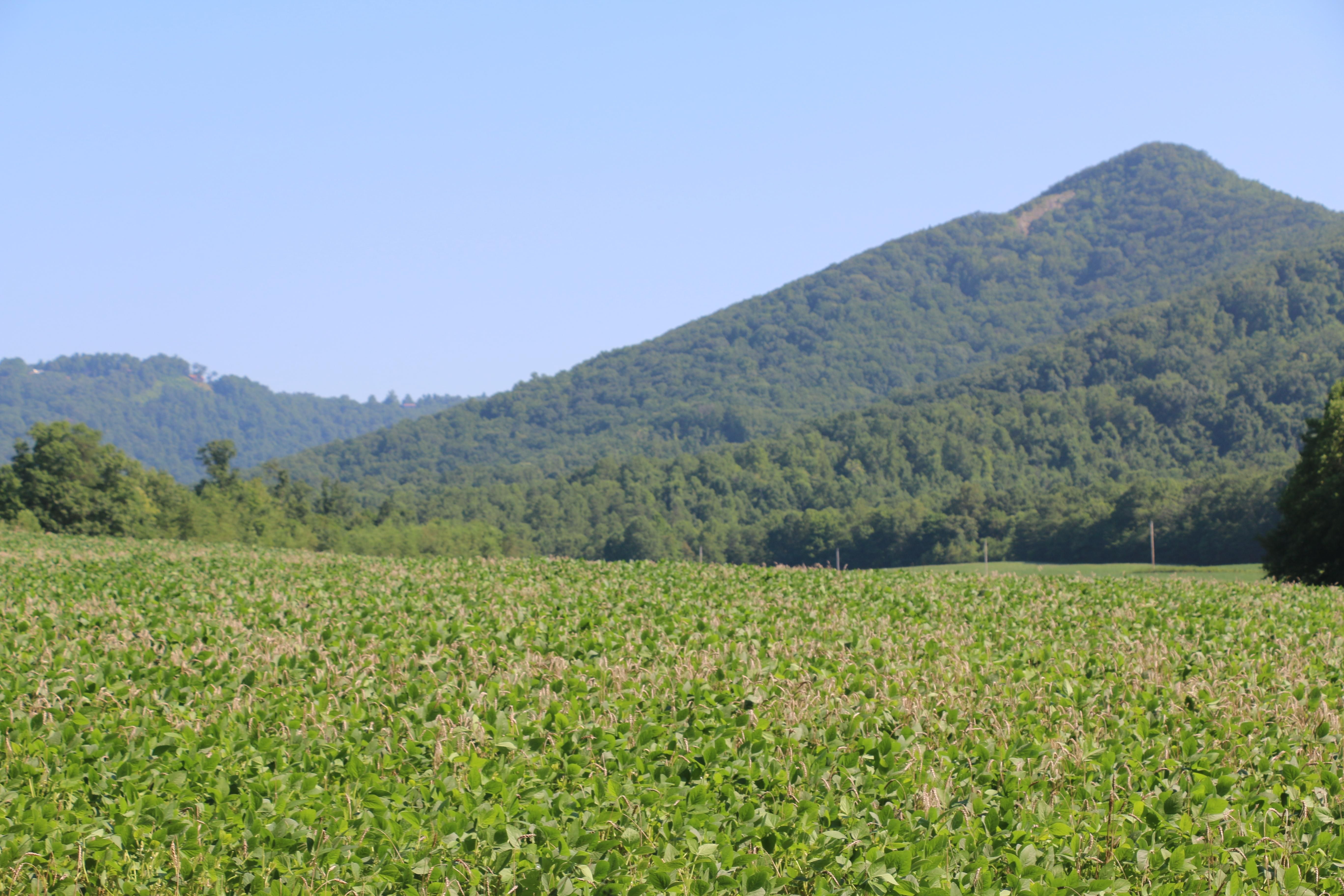 Lambsburg, Carroll County, VA Farms and Ranches for sale Property ID