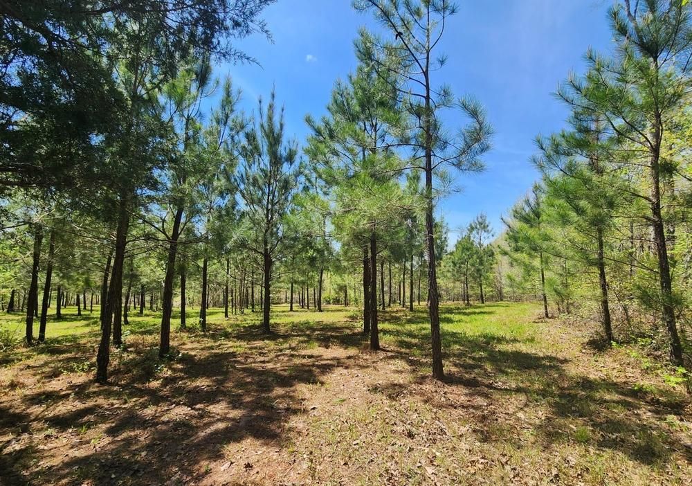 Dadeville, Tallapoosa County, AL Farms and Ranches, Undeveloped Land