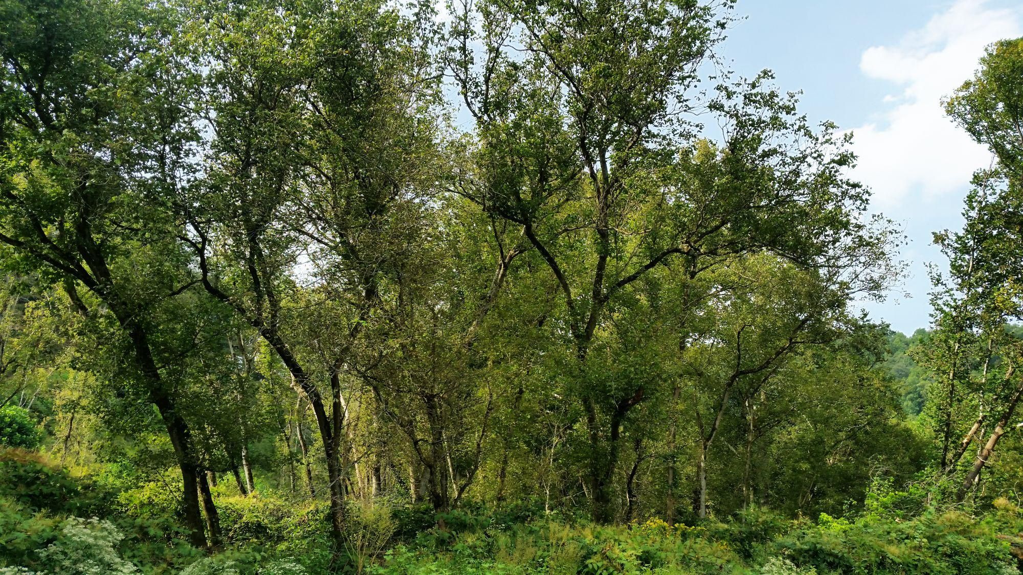 Dunlow, Wayne County, WV Recreational Property, Undeveloped Land for