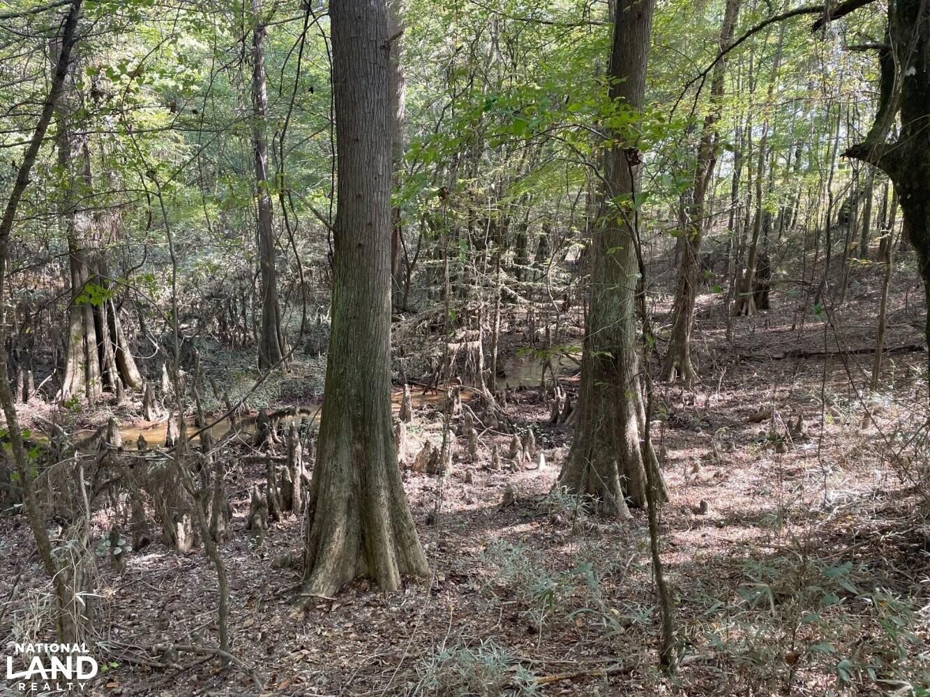 Carthage, Leake County, MS Recreational Property, Timberland Property