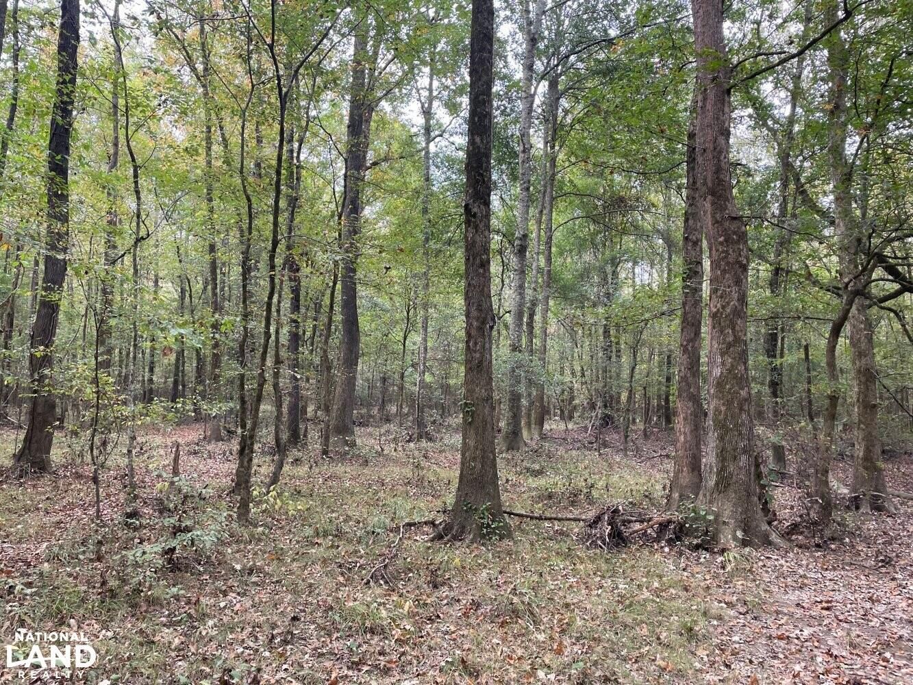 Carthage, Leake County, MS Recreational Property, Timberland Property