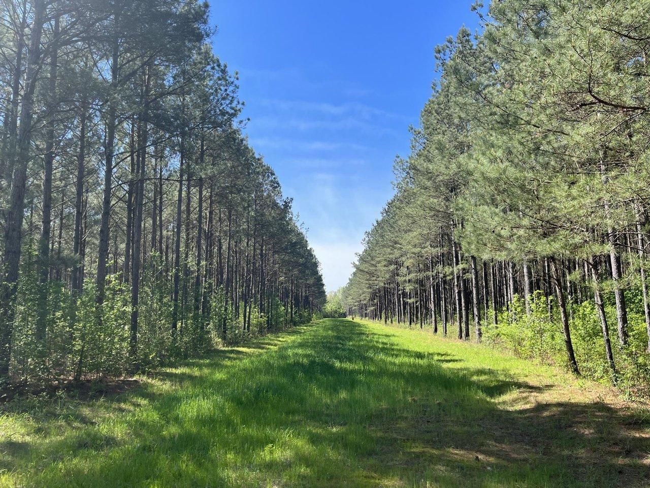 Columbus, Lowndes County, MS Recreational Property, Timberland Property