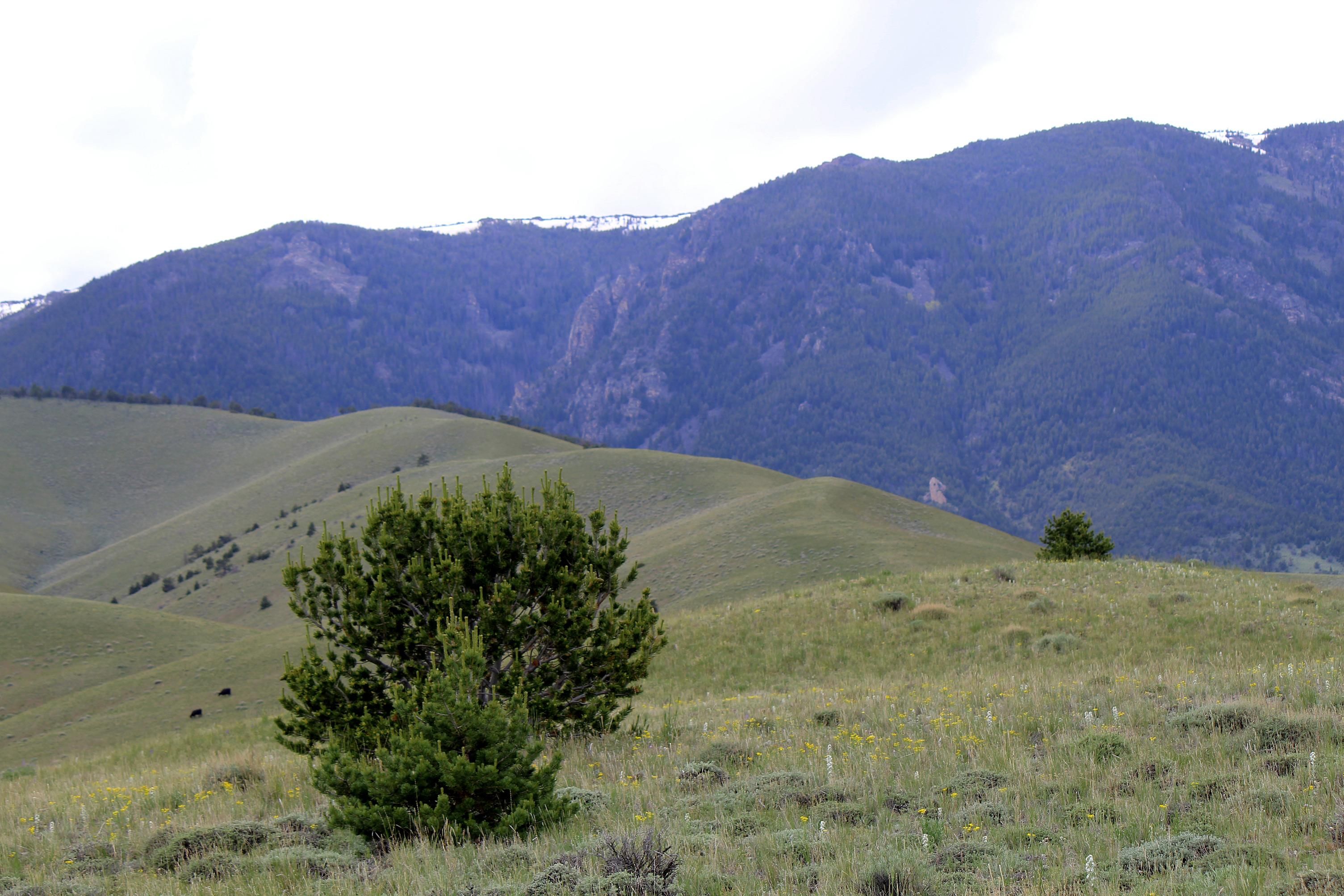 Freedom Trail, Belfry, MT 59008 LandWatch