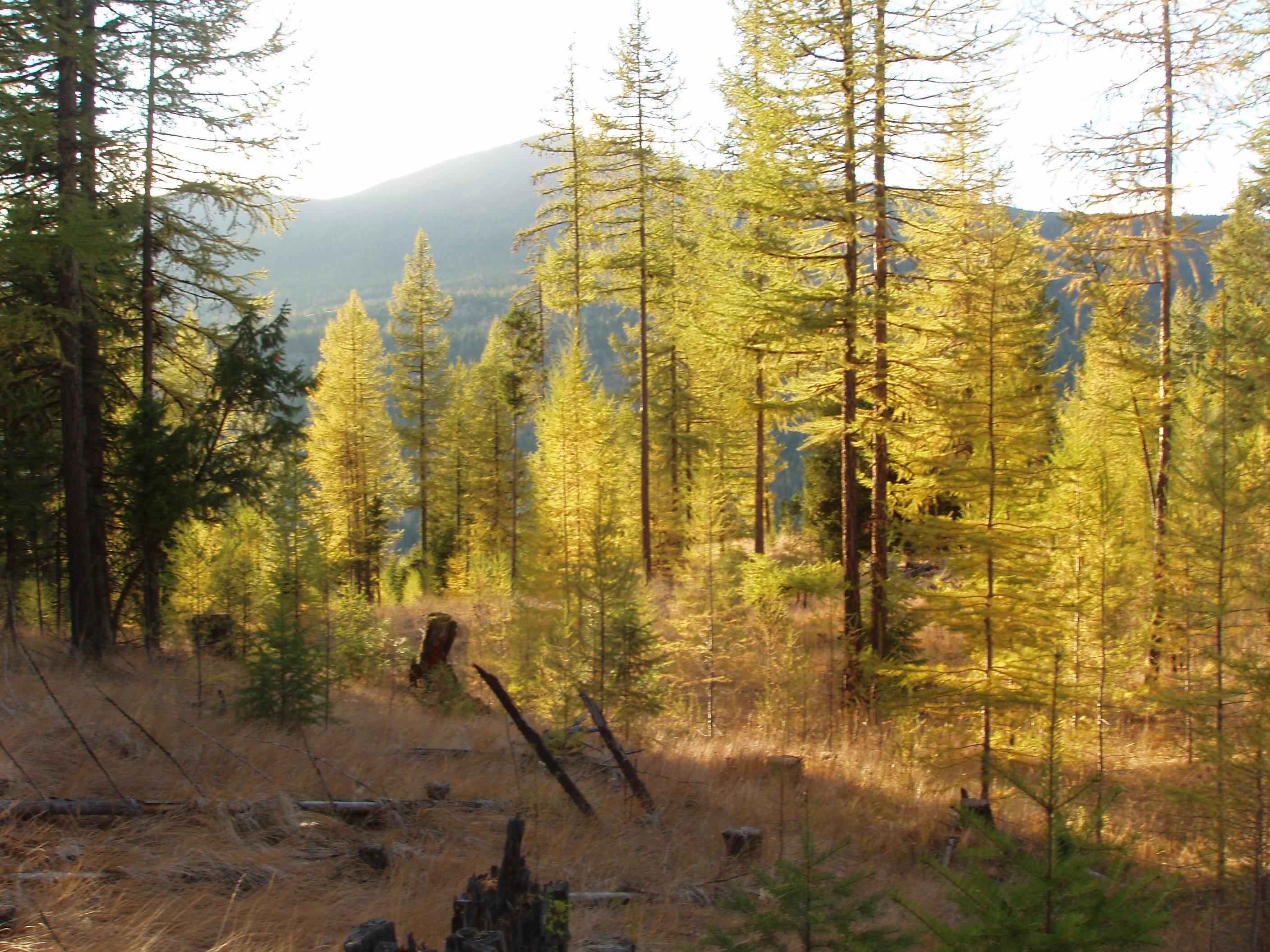 Wauconda, Okanogan County, WA Recreational Property, Timberland