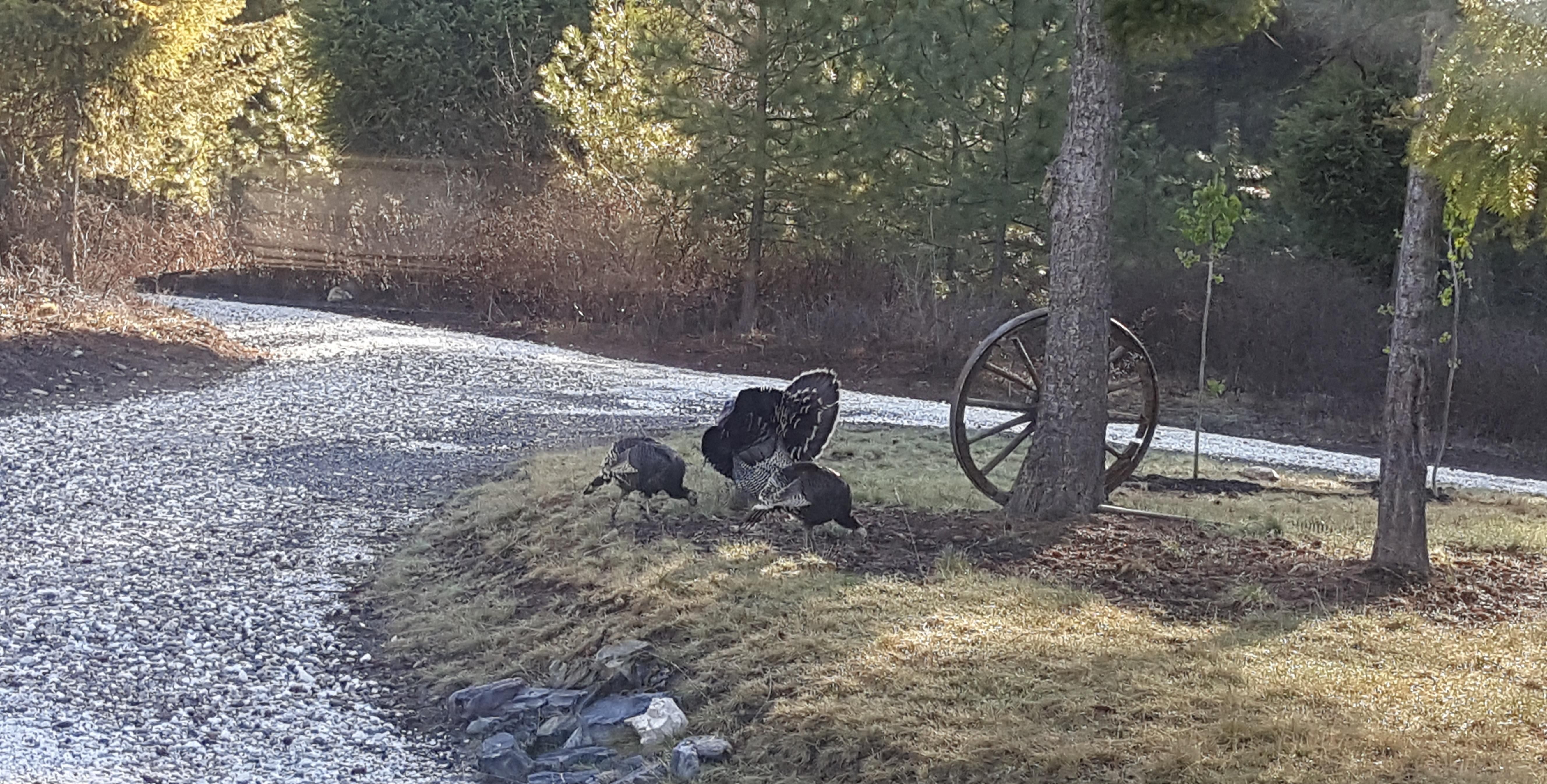 Addy, Stevens County, WA Recreational Property, Timberland Property