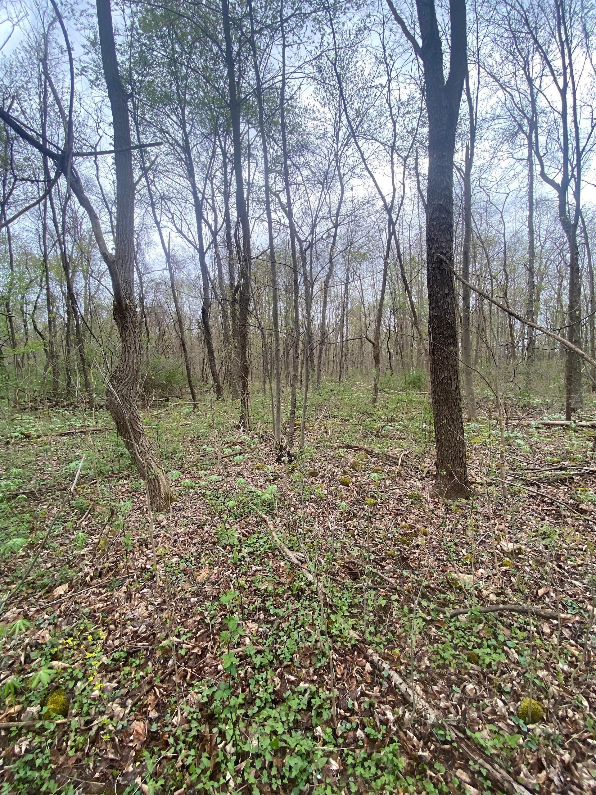 Vermilion, Erie County, OH Recreational Property, Timberland Property