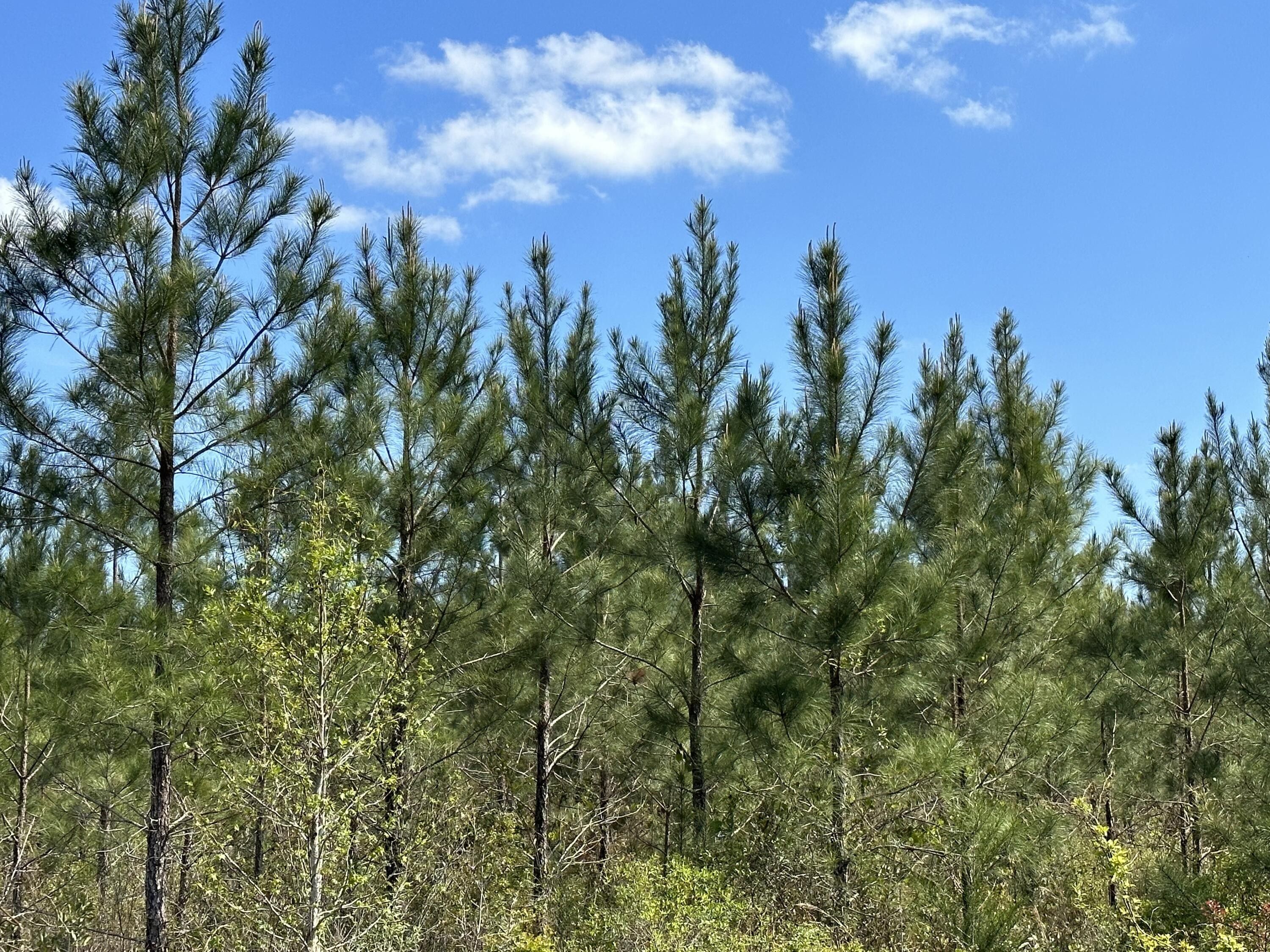 Caryville, Washington County, FL Undeveloped Land for sale Property ID 416248667 LandWatch