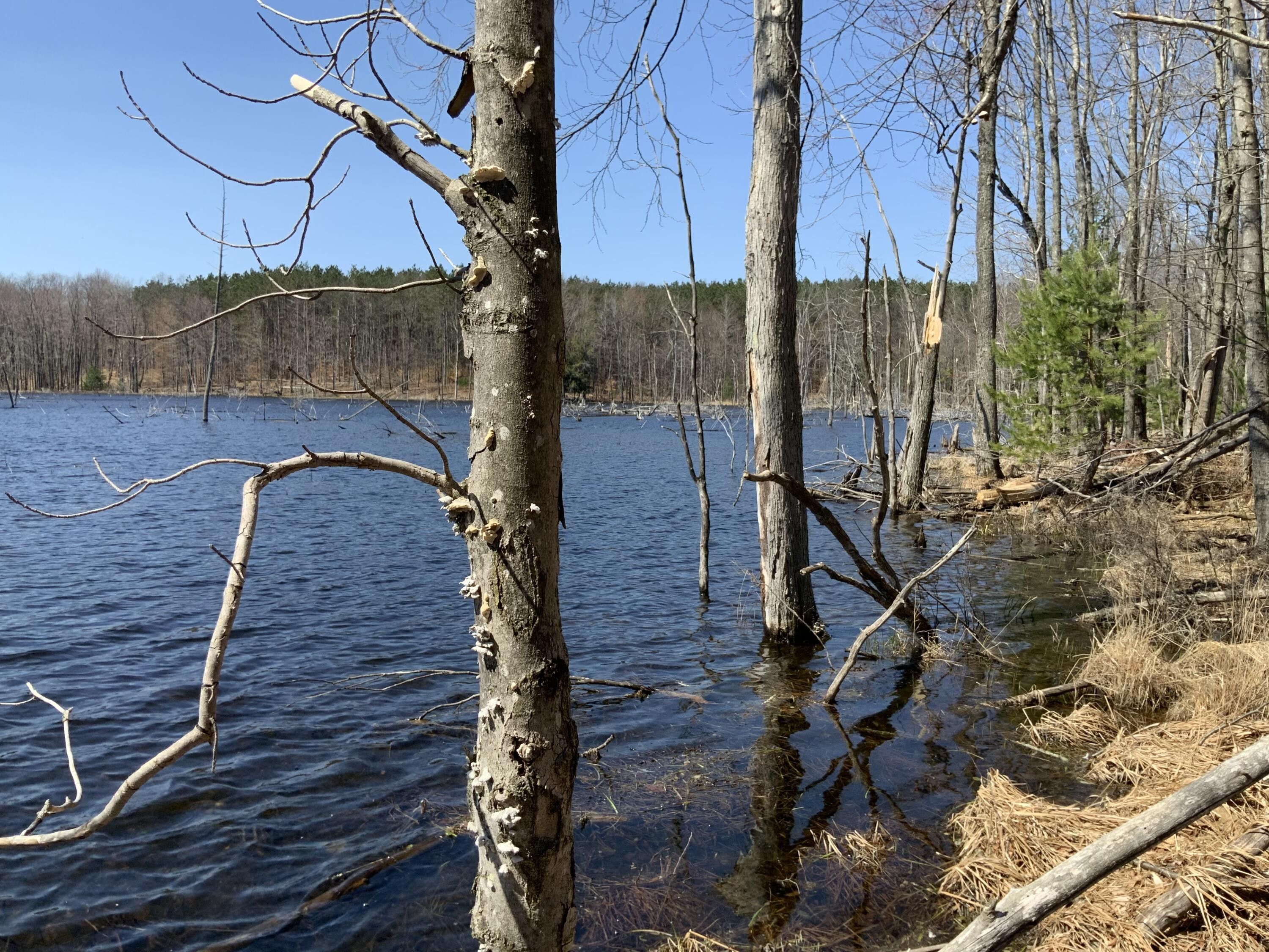 Luther, Lake County, MI Farms and Ranches, Lakefront Property