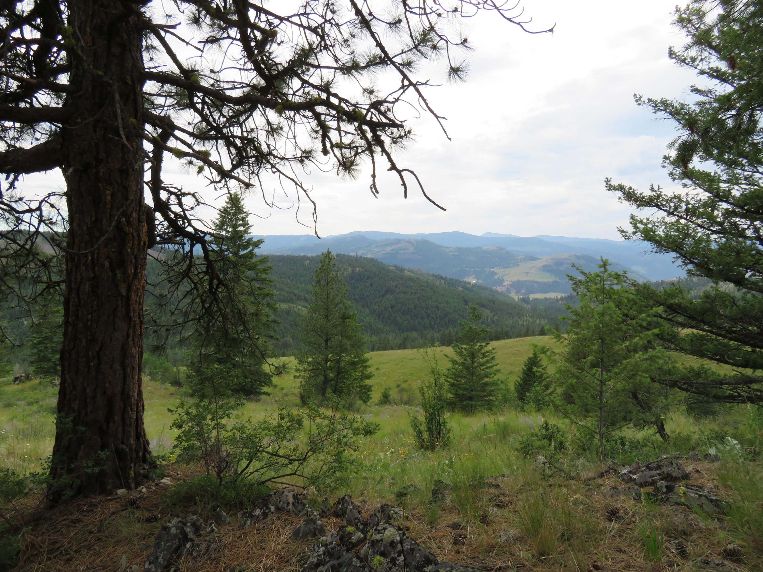 Curlew, Ferry County, WA Undeveloped Land for sale Property ID