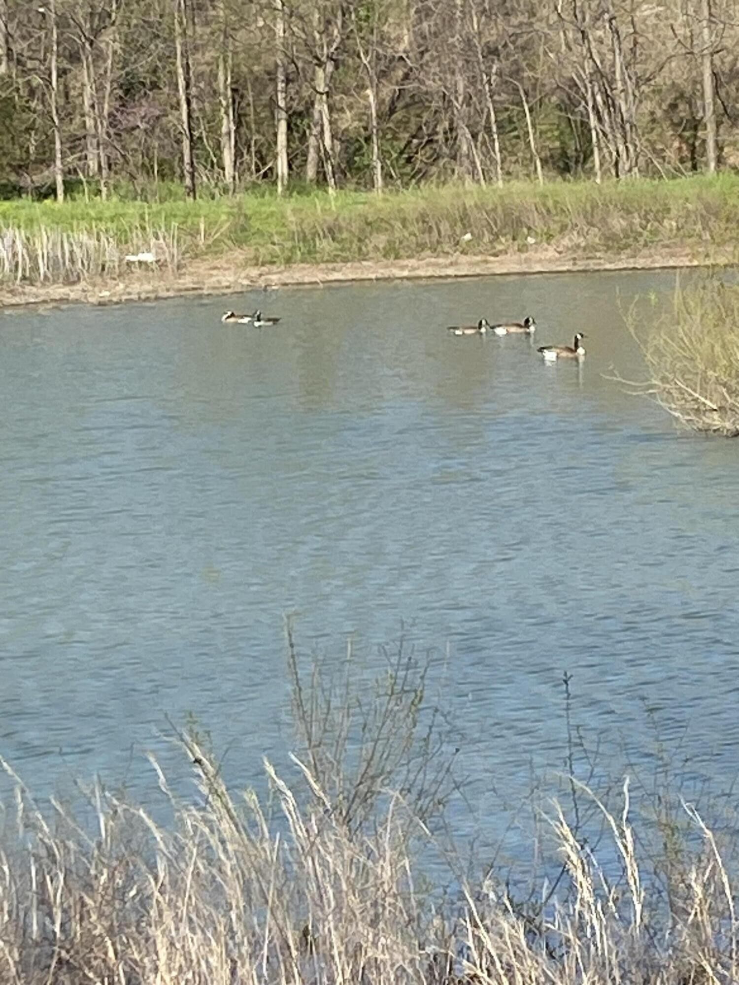 Cassville, Barry County, MO Farms and Ranches for sale Property ID