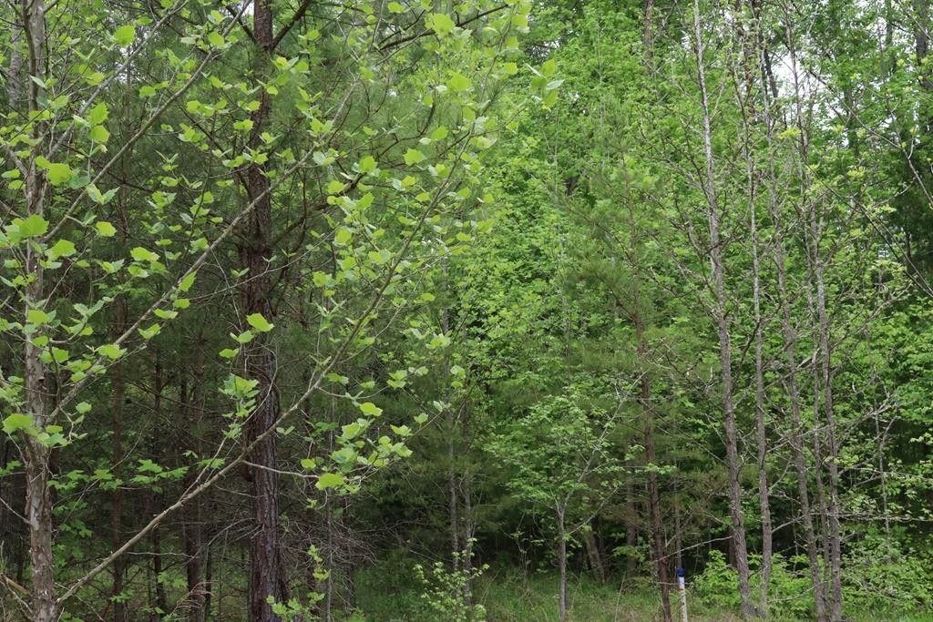 Farmville, Prince Edward County, VA Farms and Ranches for sale Property