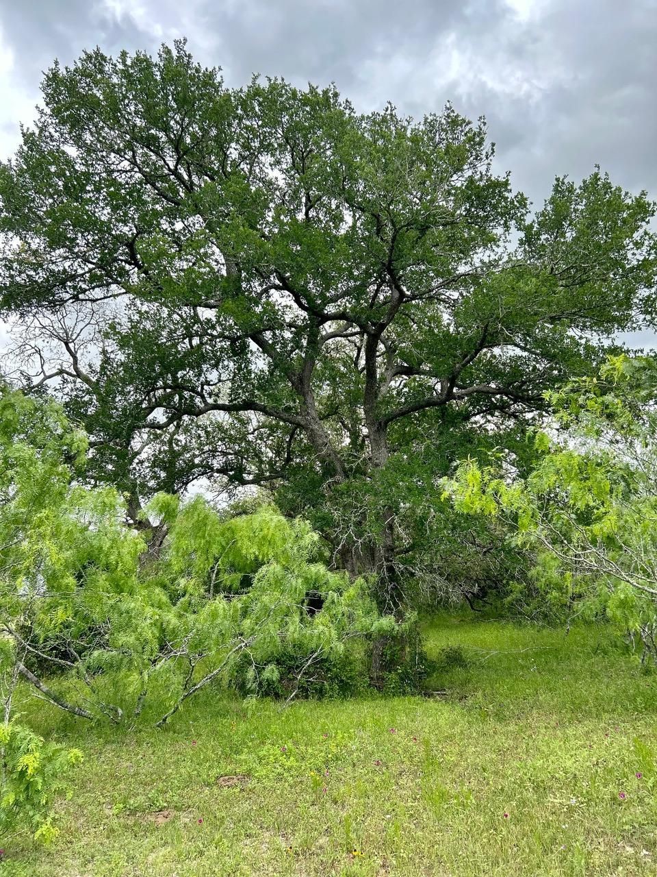 Waelder, Gonzales County, TX Farms and Ranches, Recreational Property